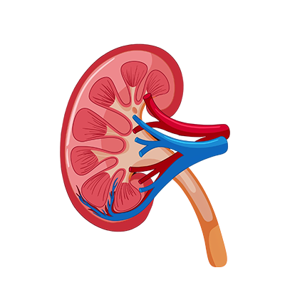 Urology Surgery